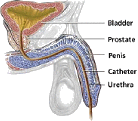 Bladder