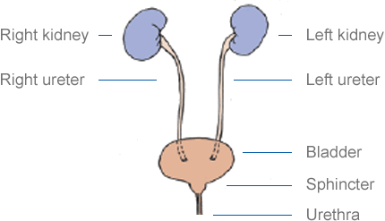 Urinary system