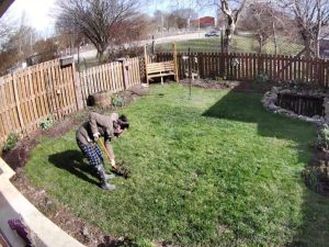 Sahara working in the garden